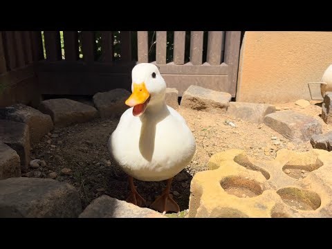 Chatting with Our Pet Call Duck Piko.