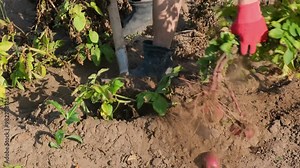 Male farmer digging a bush of organic red potato from the soil with a shovel. Agriculture, farming, eco farm in the countryside. Stock Video