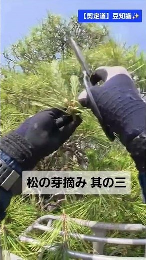 [Pine Candle Pruning] Uploading parts 1, 2, and 3. Learn just this and you'll be able to do it to...