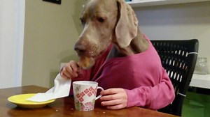 Dog With Human Hands Enjoys Breakfast