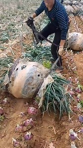 Récolte des oignons L'agriculture pour toujours | AgriExpress & Service