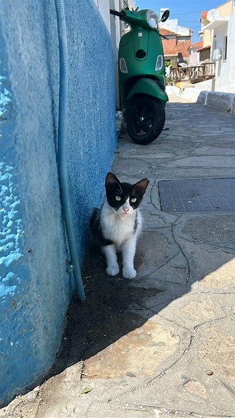 Surrounded by cats in Samos and I’m not complaining!💘 #samos #greece🇬🇷 #greecetiktok #catlover #catsofgreece #greecetiktok #fyp #cattok