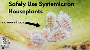 Get Rid of Indoor Plant Bugs with Systemic Insecticides (Scale, Mealy Bugs, Aphids, Spider Mites)