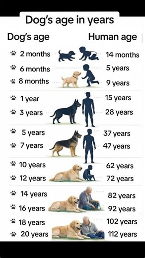 Your Dog’s Real Age Will Surprise You!