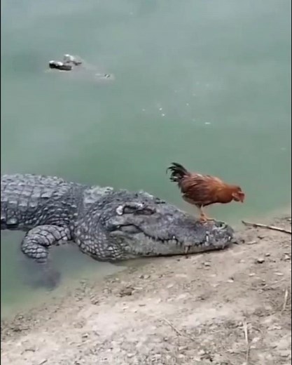 🐊 Crocodile & The Mysterious Stick Fact! 😱