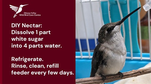 The Centre receives the highest number of Ruby-throated Hummingbirds in late summer and early fall. During this time, adult hummingbirds have begun their migration, while the young ones born earlier this summer are busy fueling up for their first migratory journey. Hummingbirds have unique, almost tube-shaped tongues that are forked at the end and have hairlike extensions called lamellae. These adaptations help them trap and push nectar up their tongue into their mouths. By "licking" at a rate o