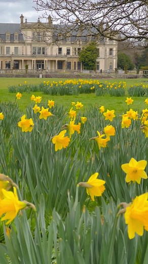 For who plan to see daffodils in March in the UK. 📍Dyffryn Gardens, also spelt Duffryn Gardens, is a collection of botanical gardens located near the villages of Dyffryn and St. Nicholas in the Vale of Glamorgan, Wales. #lovegreatbritain #countryside #bbctravel #cottagegarden #gardens #garden #travelguide #spring #enjoylife #visitwales #history #flowers #england #daffodils🌼 #betterhomesandgardens #uk #oldhouse #exploremore #europe #packandgo #prettylittlething #daffodils #gardengoals #hdr_addi
