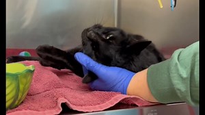 39 reactions · 19 shares | Kibbles is a cute young adult kitty who...