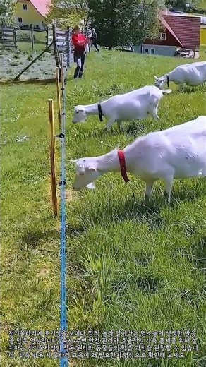 축사 안전을 위한 전기울타리 효과와 가축 교육 과정 #farming #goat #livestock #farmsafety #agriculture