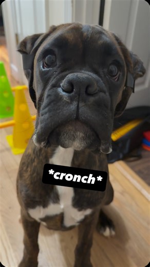 Atelier Boxers | Boxer puppy ASMR 😂 #asmr #omnom #puppy | Instagram