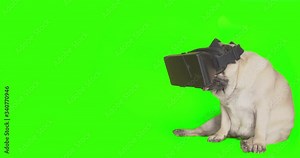 Funny cute pug dog using a virtual reality headset. Pug dog wearing virtual reality glasses. Pet in VR gadget. Sitting. Green screen