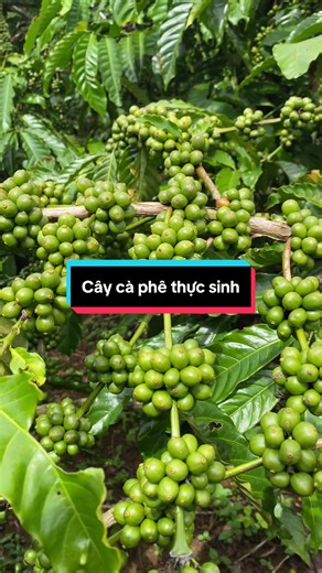 Cà phê thực sinh #caphe #coffee #caphechatluongcao #farm #farmer