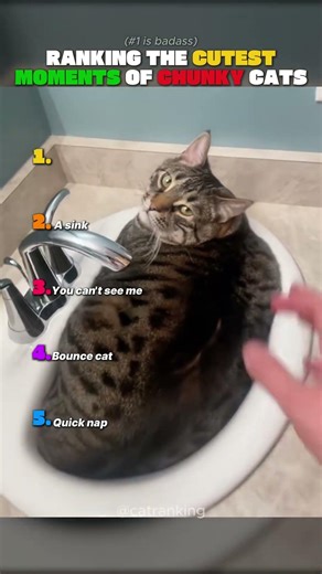 Ranking The CUTEST Chunky Cat Moments 🥹🐱Too round to handle. #catranking #chunkycat