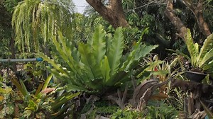 VDO. bird's nest fern or anthurium plant (Anthurium hookeri) flowering in garden background.