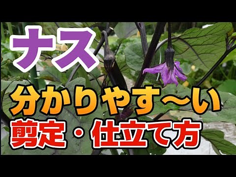 【図解】初心者にも分かりやすい【ナスの剪定・仕立て方】 家庭菜園でも100本収穫を目指す！【ナスの育て方・栽培方法】