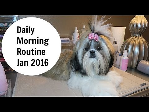 Daily Dog Grooming Routine for Shih Tzu