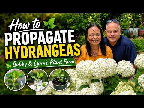 How to Propagate Hydrangeas