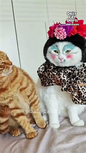 Funniest Catzzz #funnycats #cats #trending