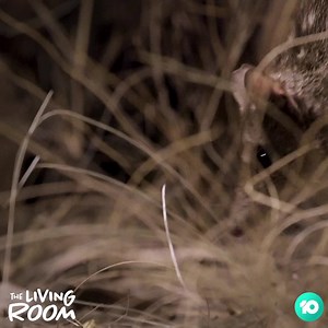 13K views · 908 reactions | Chris gets up close and personal with a Quoll, in a rare encounter few get to experience in their lifetime! #TheLivingRoom | The Living Room | Facebook