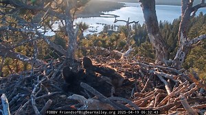 A full morning--waking, watching, winging, wondering… Yesterday, Sunny and Gizmo stayed snuggled up in the nest bowl after Jackie left…a great time to check out the world. They watched little birds in front, activities above, everything in sight around the nest… …and gave each other a double wing ‘good morning’ hug! Gizmo finally stood up into a big yoga stretch. That encouraged Sunny to stretch. Then it was time for daybreak poop shots—one off each side of the nest. Next, morning ‘wingersizes’—