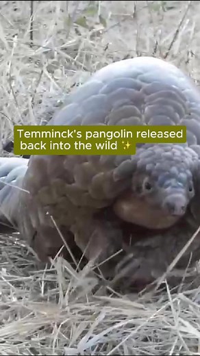 On July 16th, WCP Zambia successfully released a rescued Temminck's Ground pangolin back into the wild! Saved by Department of National Parks & Wildlife officers from illegal traders near Mozambique, this 12kg male pangolin was deemed healthy and strong enough to return to his habitat. It's immensely heartening to see a successful release like this and know that our grantees are making a future for pangolins possible💚 #Protectthepangolin #WildlifeConservation #Wildlifeprotection #ZambiaConserva