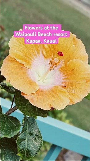 Beauty is everywhere on Kauai… #hawaii #waipoulibeachresort