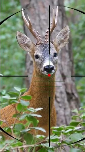 gazelle shot | tir de gazelle | colpo di gazzella | صيد الغزال