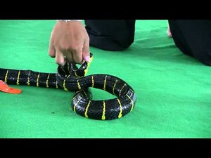 Jumping Snake, Viper & a Python Snake Show from Snake Farm - Bangkok