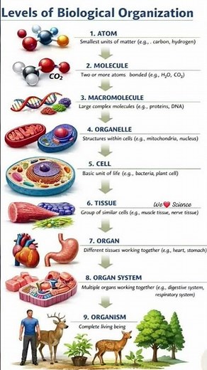 level of biological organization #sciencebysumati #biology
