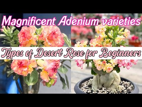 Stunning Varieties of Adenium | Types of Desert Rose