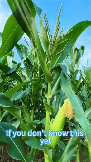 High yield of corn#corn#plant#horticulture | Gardening Life Hints | Facebook
