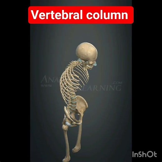 vertebral column flexion extension movement 🧑‍⚕️