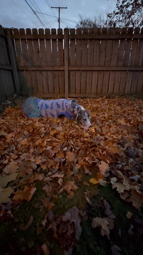 4.5K views · 762 reactions | Our Corgi niece Margo is back in the fetch game again and she was ready with her incessant fetch demands when Mom and Eva were visiting yesterday. The Loaf will be coming to stay with us for a few days in December while her parents go out of town. | Lady Darla's Legacy - The Squirrel Patrol | Facebook