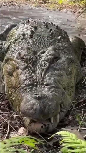 Python Attacks a Crocodile… It Didn’t Expect This