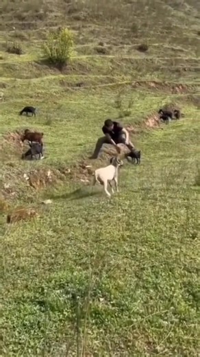 sheep vs man #shorts