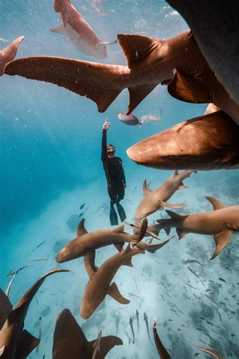 Your past dives could help save the future of our oceans! 🦈 If your camera roll is full of unforgettable underwater encounters, those videos aren’t just memories. They are valuable data! 📊 We’re on the hunt to recognize the first divers to log 20 different shark and ray species, and yes, your archived dive footage counts! 📸 Want to turn your dive memories into real ocean conservation? 👇 Comment “Shark” and we’ll send you all the details on how to get started! @padiaware @blancpain1735 #AWARE