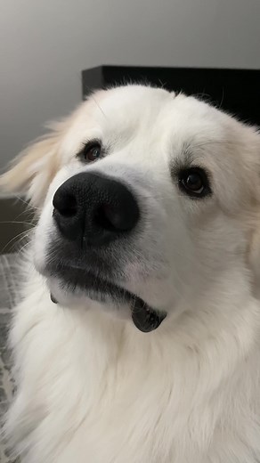 Understanding Dog Behavior: Peepee and Poopoo Times