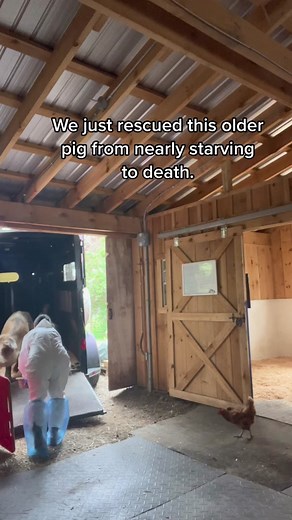 He was nearly starved to death. #fyp #pigs #rescue