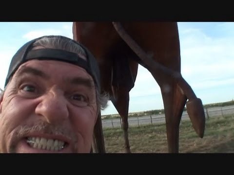 Worlds Largest "Bulls Balls"-Time For Some Rocky Mountain Oysters!