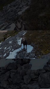 Anto prepares for another snowy sojourn into the back blocks of some spectacular Central Otago high country. His comprehensive hit list includes red stag, fallow bucks, and even chamois. Catch this new episode of The Red Stag Timber The Hunters Club season 9 tonight at 8.30pm on Sky Open (Prime) and keep an eye out for the Hunting & Fishing NZ Gear Shed segment, where the team showcase some of their tools of the trade and share their expert advice. #huntingandfishingnz #outtheredoingit #huntersc