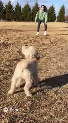 Hawk Tries to Take Dog