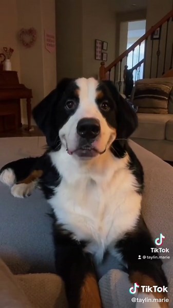 Dog Adoption Prank Reactions