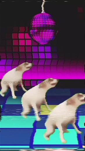 Perro Bailando al Sonido de 'Ring My Bell'