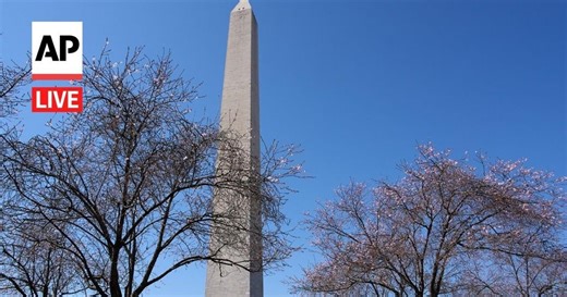 LIVE: Cherry blossom trees bloom in Washington, D.C.