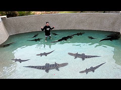 I Filled my Pool with DEADLY ALLIGATORS!! **SWIMMING WITH THEM**