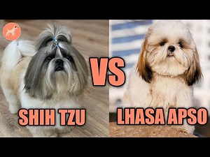 Shih Tzu vs Lhasa Apso: Can You Spot the Difference?