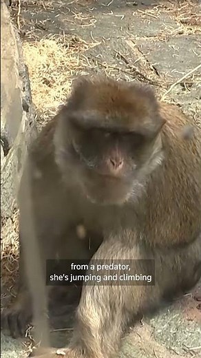 Rare twin birth of Barbary macaque