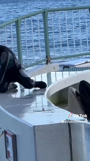 Amazing Orcas: Nature's Ocean Superstars