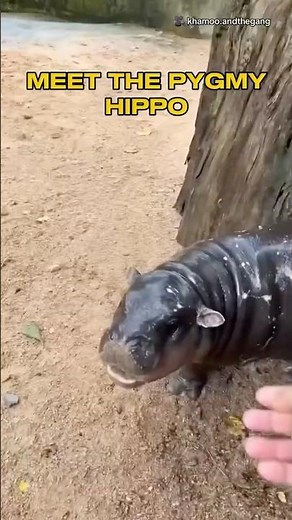 5 Crazy Facts About Pygmy Hippos! 🦛✨