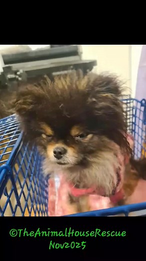 20K views · 291 reactions | WE ARE NOT TAKING ENQUIRIES OR APPLICATIONS AT THIS TIME!!! We were asked to help with a large group of Pomeranian dogs (NO NEGATIVE COMMENTS WILL BE ALLOWED) These dogs all have lovely temperaments and good body condition, but do need neutering, vaccinations, microchipping in some cases, flea and worm treatment and grooming. They are all in foster awaiting their medical procedures and being assessed for their homing requirements. | The Animal House Rescue | Facebook